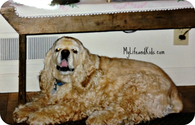 My Great Big Cocker Spaniel named Ramona Quimby