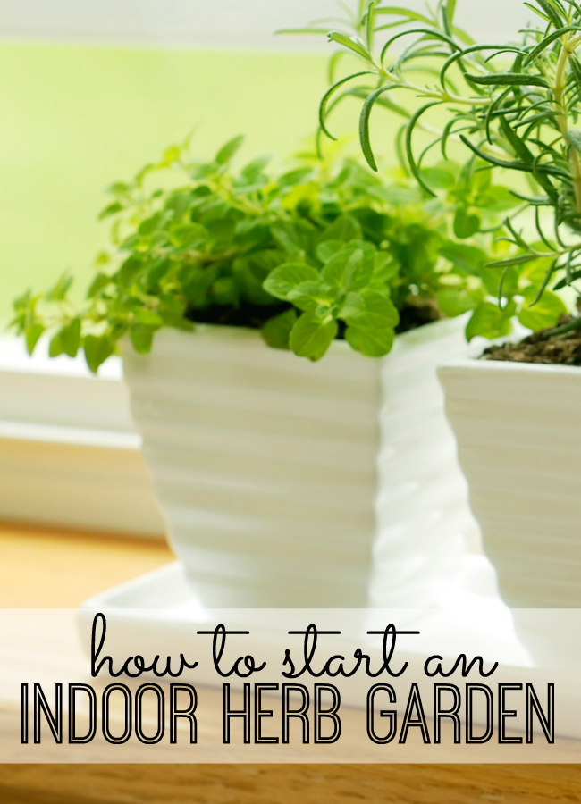 How to Start an Indoor Herb Garden My Life and Kids