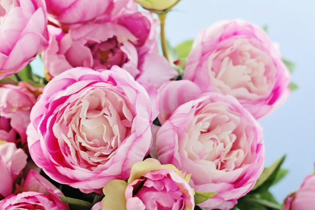 Love your peonies - but hate their short blooming season? This simple trick will have your peonies blooming all summer long.