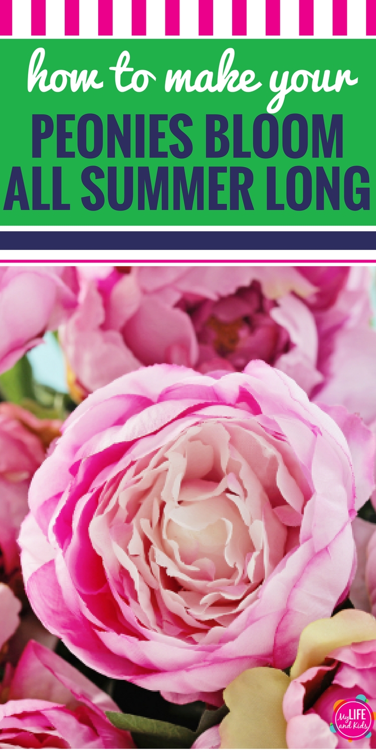 Super simple DIY hack for flowers. Love the peonies in your garden - but hate their short blooming season? This simple trick will have your peonies blooming all summer long. Such a great idea.
