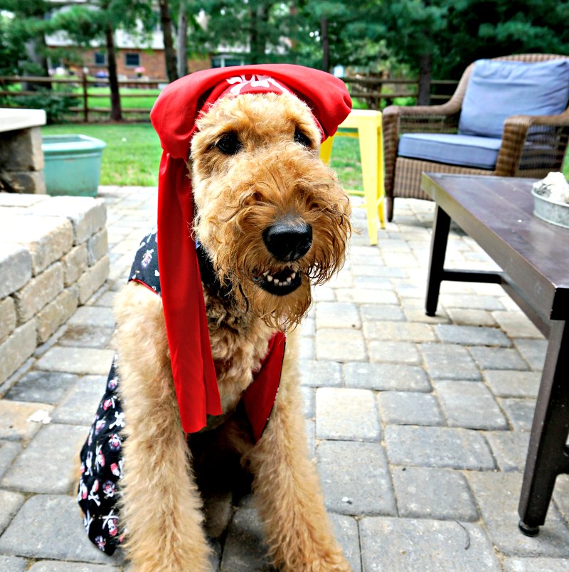 Easy Halloween costume for dogs 