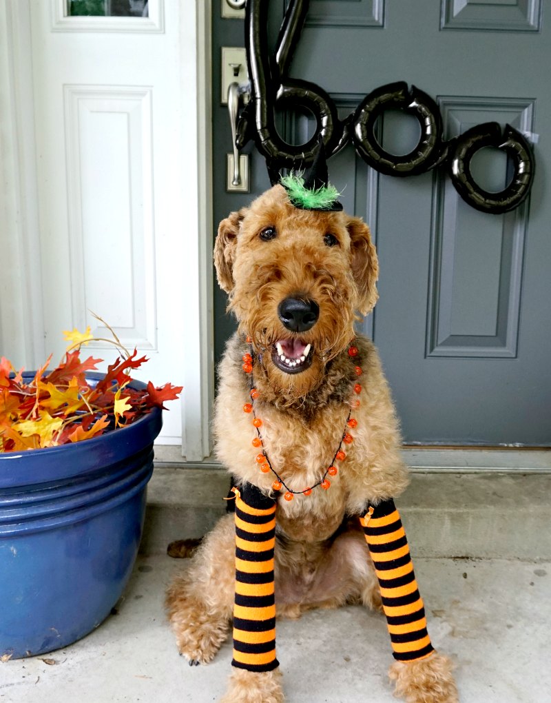 DIY Halloween Costumes for Dogs - My Life and Kids