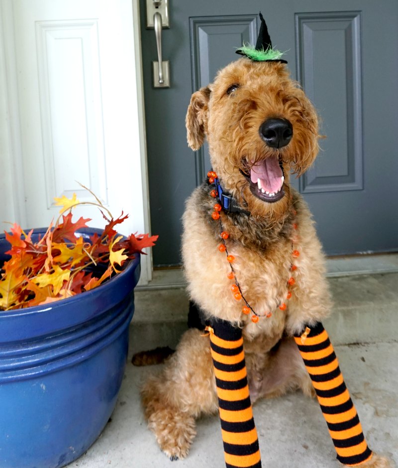 DIY Circus Dog and Owner Halloween Costume – Sparkles and Sunshine Blog