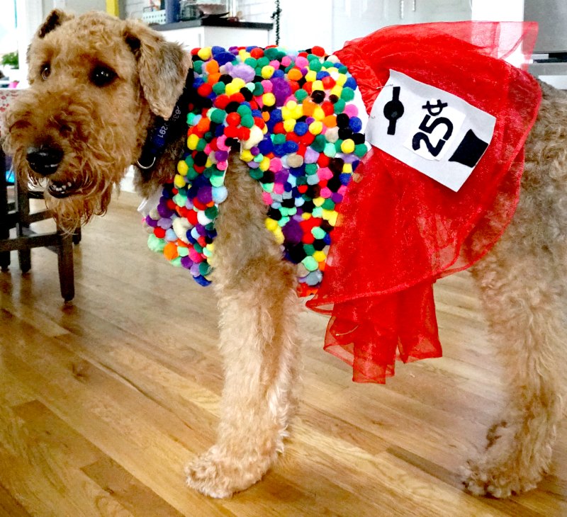 Labradoodle costumes clearance