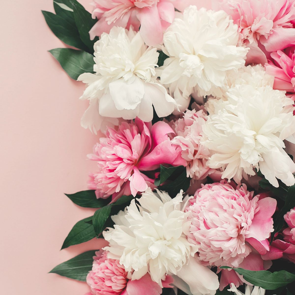 Beautiful white, dark pink and light pink flowers with dark green leaves on a pale pink background